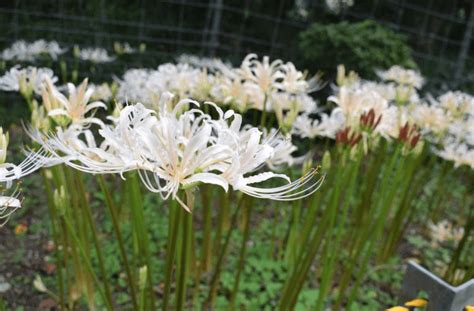 彼岸花開花|彼岸花の開花時期はいつ頃？見頃の季節や日本でも有。